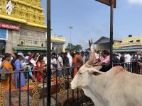 Chamundeshwari Tempel, Mysuru &ndash; &copy; Sabine Reckord (Eberhardt TRAVEL)