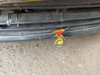 Glücksbringer &ndash; &copy; Sabine Reckord (Eberhardt TRAVEL)