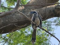 Kahnschnabel &ndash; &copy; Sabine Reckord (Eberhardt TRAVEL)