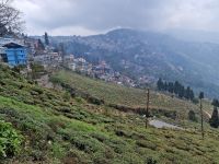 Teeplantagen in Darjeeling &ndash; &copy; Andrey Kulikov (Eberhardt TRAVEL)