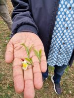 Besichtigung des Tee Museums in Darjeeling mit Erklärungen &ndash; &copy; Andrey Kulikov (Eberhardt TRAVEL)