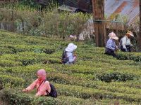 Besichtigung des Tee Museums in Darjeeling, Tee Pflücker &ndash; &copy; Andrey Kulikov (Eberhardt TRAVEL)