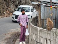 Affen auf der Coronation Bridge, Westbengalen &ndash; &copy; Andrey Kulikov (Eberhardt TRAVEL)
