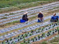 Bauern auf dem Reisfeld in Sopsokha &ndash; &copy; Andrey Kulikov (Eberhardt TRAVEL)