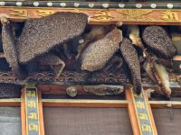 Bienenstöcke (Waben) auf dem Dach des Punakha Dzong &ndash; &copy; Andrey Kulikov (Eberhardt TRAVEL)