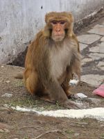 Besichtigung des Pashupatinath-Tempel-Komplexes &ndash; &copy; Andrey Kulikov (Eberhardt TRAVEL)
