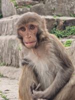 Besichtigung des Pashupatinath-Tempel-Komplexes &ndash; &copy; Andrey Kulikov (Eberhardt TRAVEL)