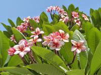 313. Franchipani
