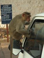 Achtung! Neugierige und unternehmungslustige Hutaffen!