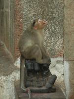 Das sind Meine Bananen!