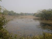 Der Keoladeo ist als Sumpf am interessantesten ... 