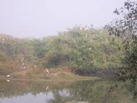 ... denn hier nisten zahllose Buntstörche aus Europa und Asien 