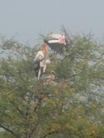 ... und kann fast bis ins netz gucken. 