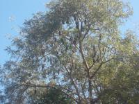Dieser Baum im Aravalli-Gebirge ist voller Flughunde