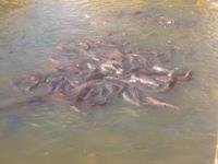 Heilige Welse im Jaisalmer-See - ständig werden sie gefüttert