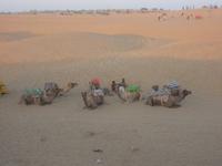 die Dromedare ruhten aus ... 