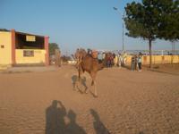 ... kommen die Kamele gerade aus der Molkerei