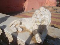 Es gibt doch Löwen in Indien! 