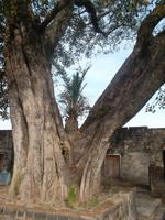 hier wächst eine Palme in der Baumgabelung! 