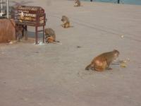 Überall findet man was zu fressen...