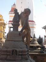 sag ich doch - Affentempel! 