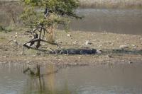 Im Ranthambore Nationalpark auf Safari - Krokodile