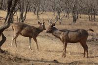 Im Ranthambore Nationalpark auf Safari