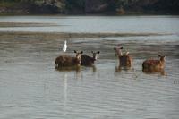 Im Ranthambore Nationalpark auf Safari