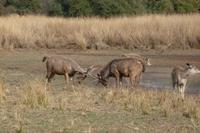 Im Ranthambore Nationalpark auf Safari