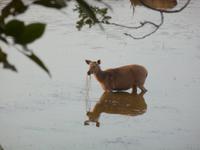 Im Ranthambore Nationalpark auf Safari