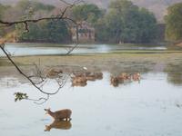 Im Ranthambore Nationalpark auf Safari