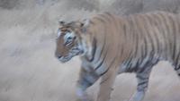 Tiger im Ranthambore Nationalpark