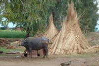 Wasserbüffel in Indien