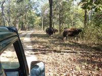 Bisons in Kanha