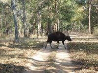 Bisons in Kanha