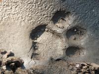 Tiger Fußabdruck in Kanha