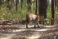 Tiger im Kanha Nationalpark