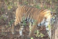 Tiger im Kanha Nationalpark