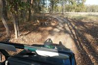 Tiger im Kanha Nationalpark