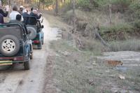 Eberhardt Gäste und der Tiger im Kanha Nationalpark