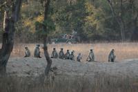 Affen in Bandhavgarh