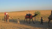 223 Wüste Thar - Dromedarritt am Abend