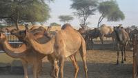 240 Kamelfarm Bikaner - Heimkehr