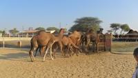 242 Kamelfarm Bikaner - Dromedare