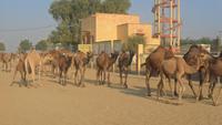 243 Kamelfarm Bikaner - Herde kehrt heim zur Tränke