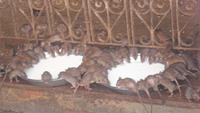 249 Karni Mata - Tempel der Ratten