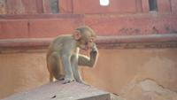 027 Agra, Affe im Roten Fort