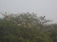 Buntstörche im Keoladeo NP