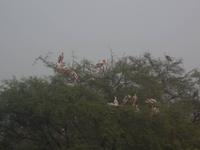 Buntstörche im Keoladeo NP