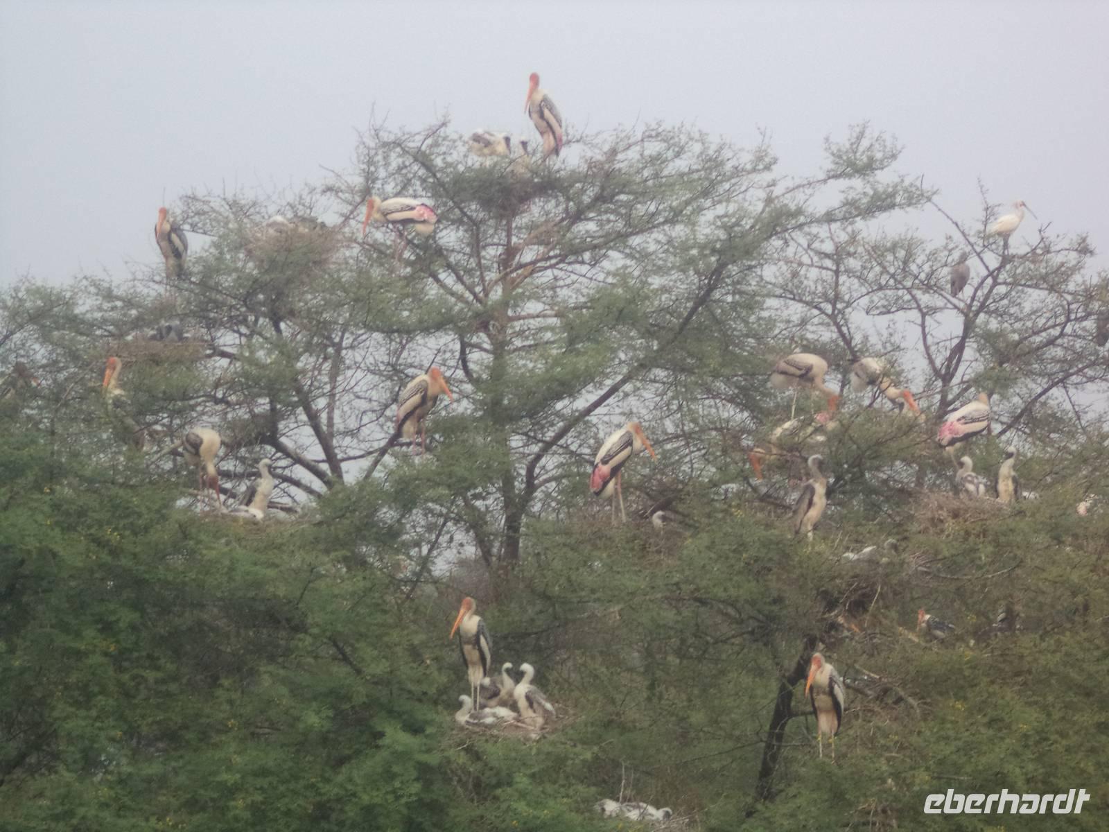 Buntstörche im Keoladeo NP